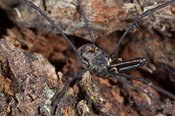 Media type: image;   Invertebrate Zoology 133454